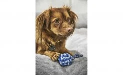 LABONI Hundebett Classic | Grey (Grau) M -Polsterzubehör Verkäufe 28401355 1 202108051259