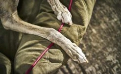 LABONI Hundebett Samt Classic | Olive (Grün) M -Polsterzubehör Verkäufe 28401362 1 202108062232