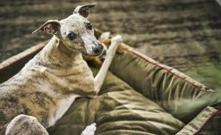 LABONI Hundebett Samt Classic | Olive (Grün) M -Polsterzubehör Verkäufe 28401362 4 202108062232