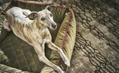 LABONI Hundebett Samt Classic | Olive (Grün) L