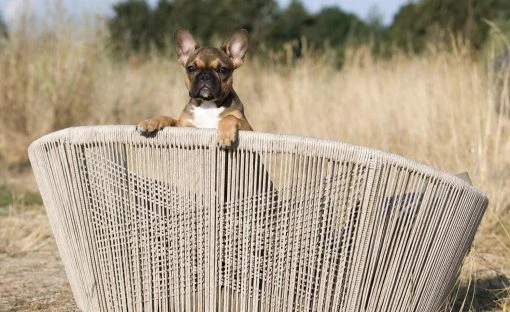 LABONI Design-Hundebett Vogue -Polsterzubehör Verkäufe 28401376 1 202108051259