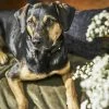 LABONI Hundedecke Oxford | Olive (Grün) M -Polsterzubehör Verkäufe 28401380 6 202108041300