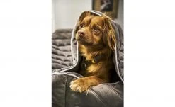 LABONI Hundedecke Oxford | Stone (Grau) L